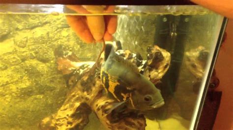 feeding oscar fish.